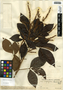 Allophylus cominia (L.) Sw., Belize, W. C. Meyer 165, F